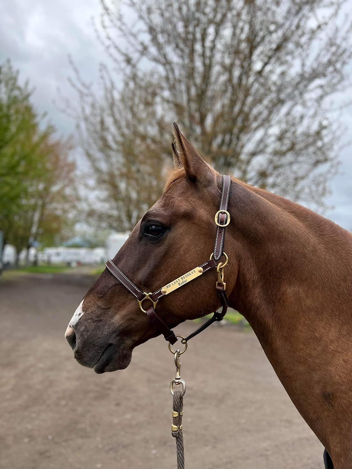 Leaders 3/4" Leather Halter for Horses with Customized Engraved Name Plate Brown Leather with Solid Brass Hardware