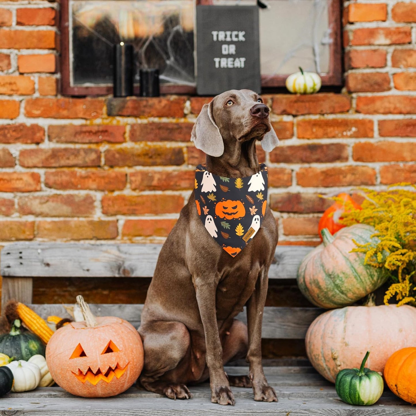 Halloween Dog Bandanas - 2 Pack Fall Dog Bibs | Reversible Pumpkin and Ghost Pet Scarf for Boys and Girls | Premium Durable Fabric | Orange Dog Bandana for Small and Medium Dogs (Small)