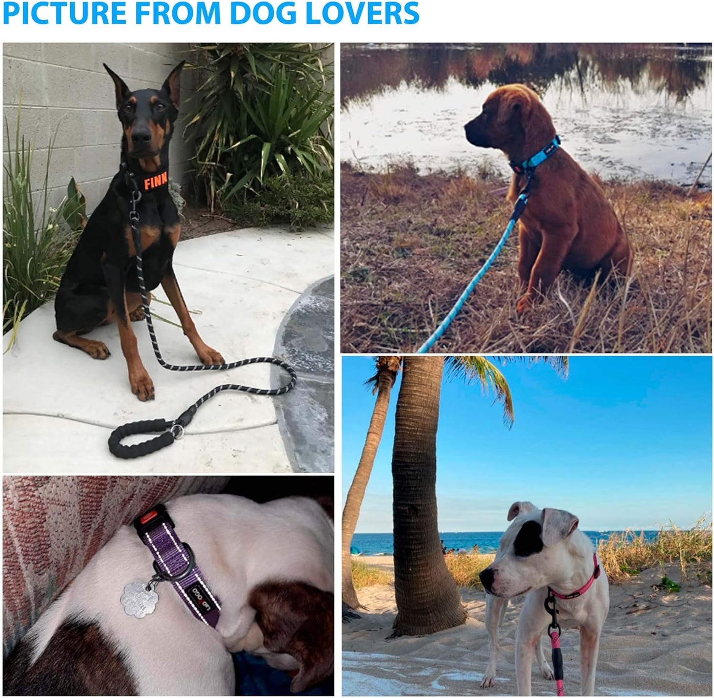 Heavy Duty Dog Leash - Comfortable Padded Handle, 5 ft Long - Dog Leashes for Small Medium Large Dogs (Leash+Collar L Neck 20"-25", Blue)