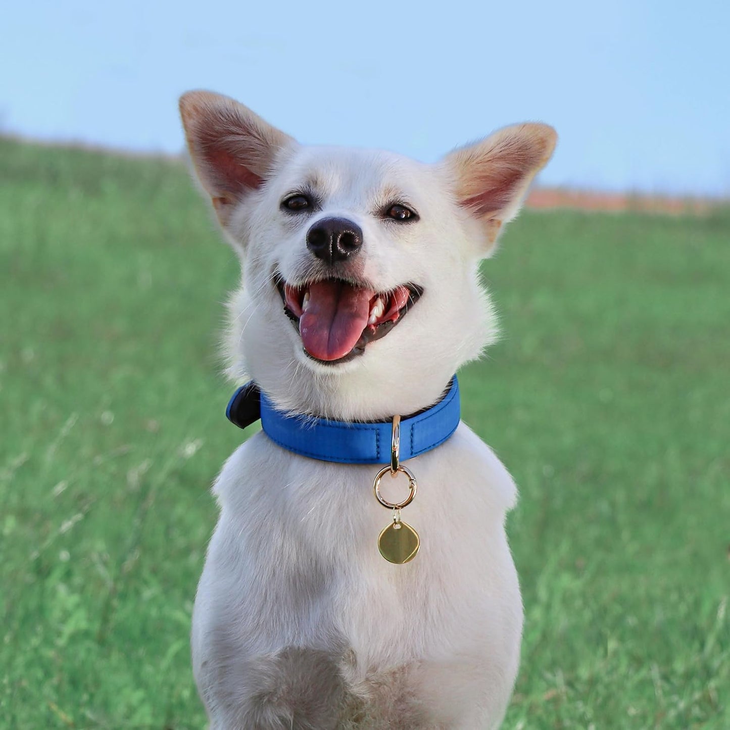 Didog Soft Padded Dog Collars for Small Dogs, Lightweight and Breathable Dog Collar with Metal Buckle for Puppy, Blue, S