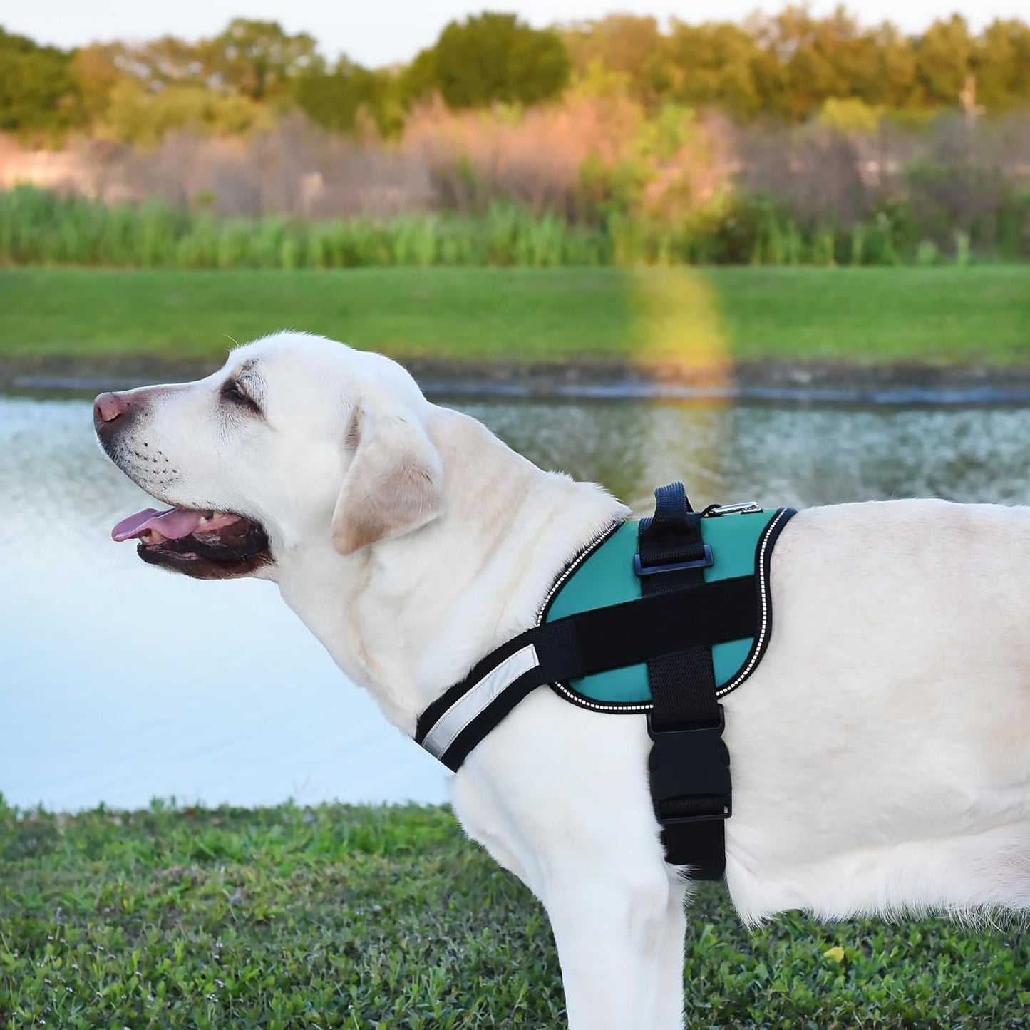 Dogline Dog Harness, Reflective No-Pull Adjustable Vest with Handle for Walking, Training, Breathable, No - Choke Harness for Small, Medium or Large Dogs Room for Patches Girth 27 to 34 in Turquoise
