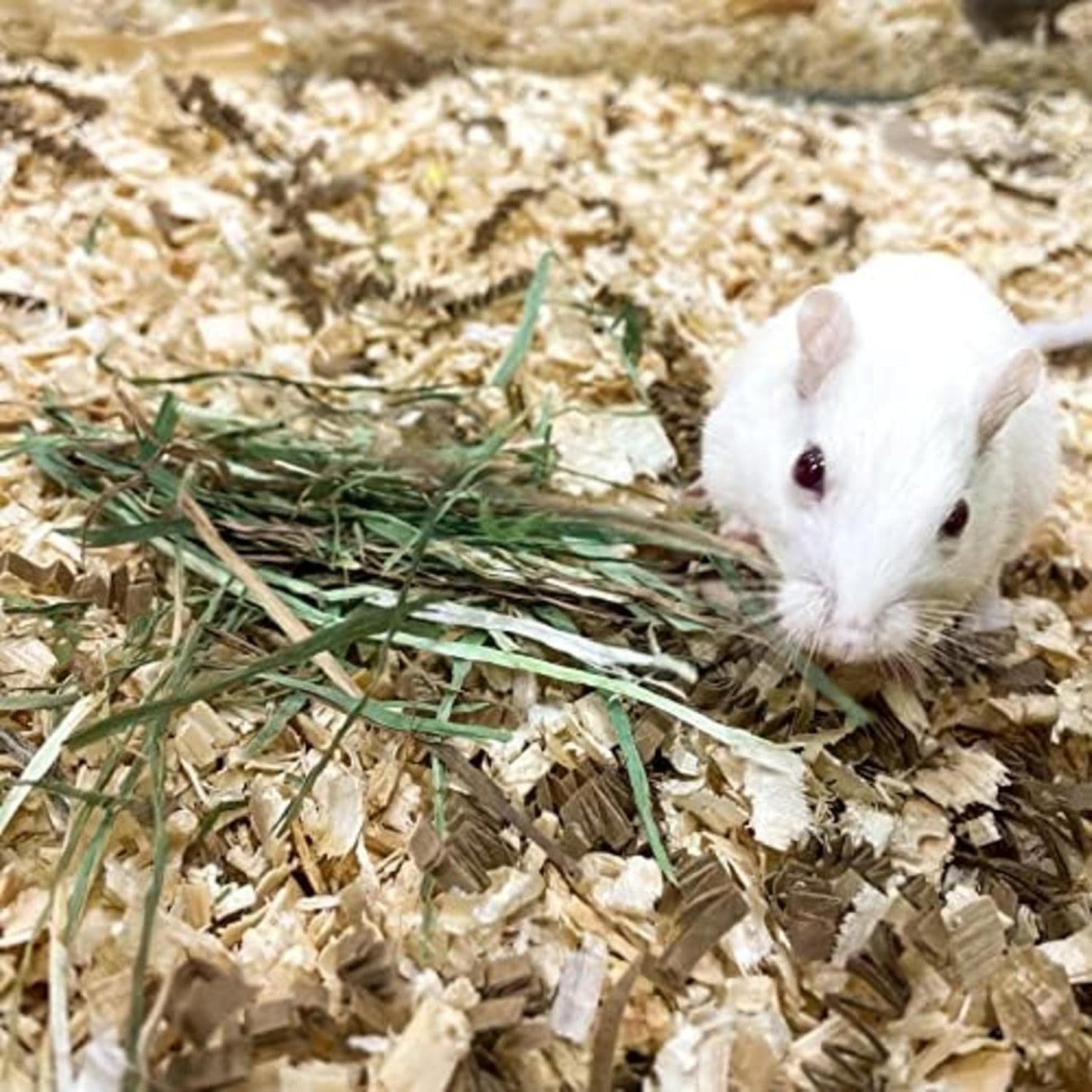 Blue Mountain Hay | Fresh Organic Meadow Hay (24 Ounce) | Mimics Natural Forage | High-Altitude Hay Pet Food for Rabbits, Guinea Pigs, Chinchillas, Hamsters, and Other Small Pets