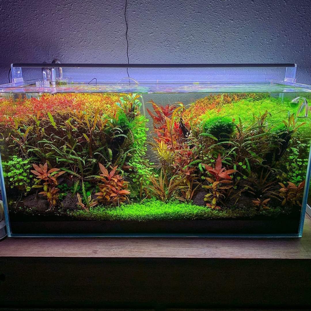 SubstrateSource Live Aquarium Stem Plants - Freshwater Aquatic Plant for Fish Tanks, Aquascaping - (Diamond Ludwigia Peruensis, 1 Bunch)