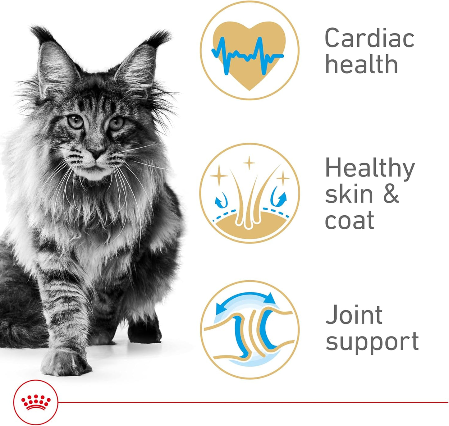 Royal Canin Maine Coon Breed Adult Dry Cat Food, 14 lb bag