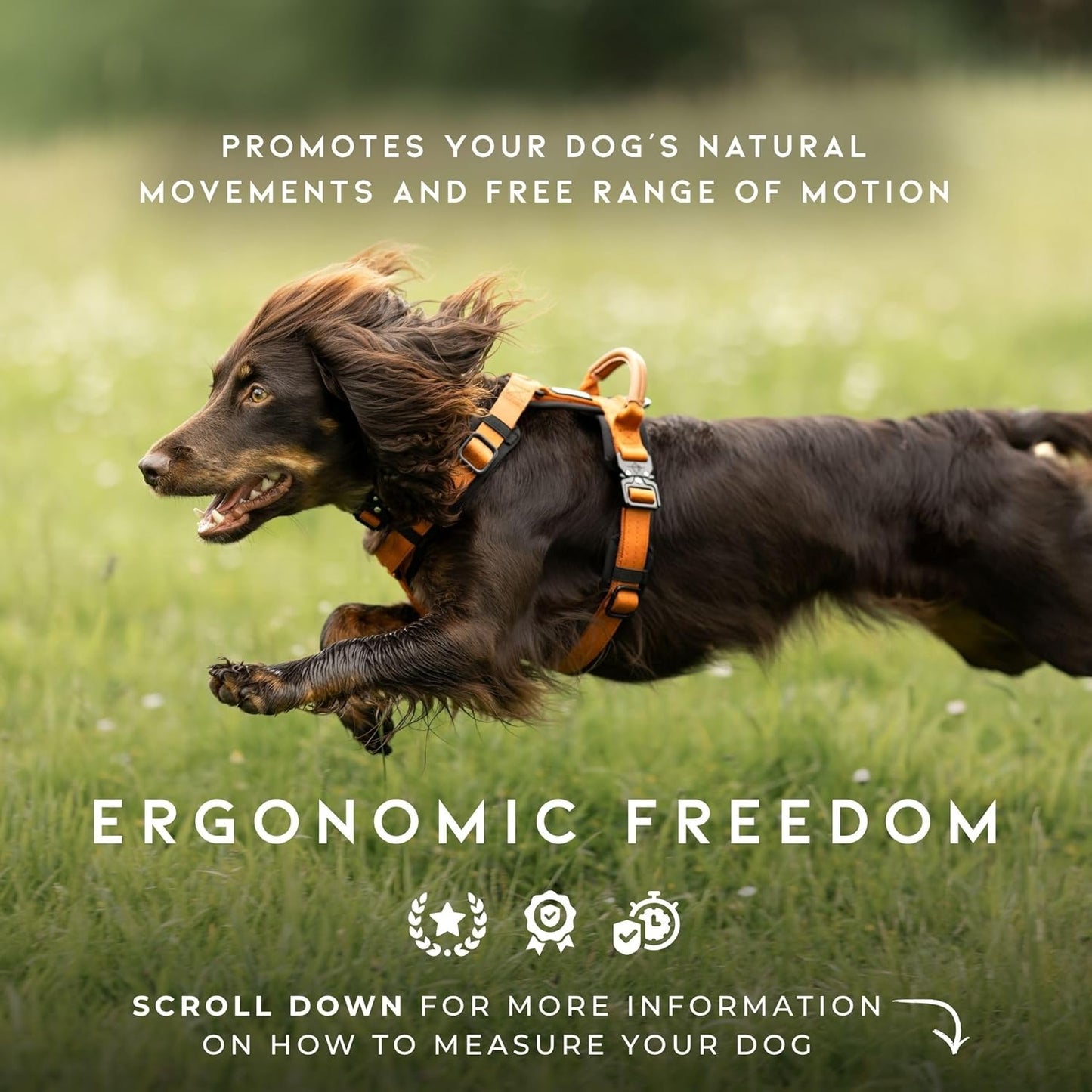 MADE TO ROAM Premium Explorer Harness - Y-Shaped Dog Harness with Adjustable Durable Nylon, Soft Padding, Metal Buckles and Leather Handle for Small, Medium, Large Dogs (Washington Rain, Size 7)