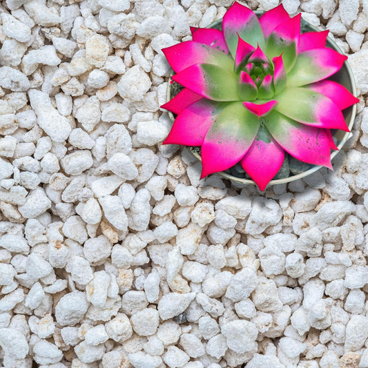 Perlite for Plants, Extra Coarse Grade 4 Horticultural Perlite, Organic Perlite for Gardening Indoor & Outdoor, Made in USA (5 quarts)